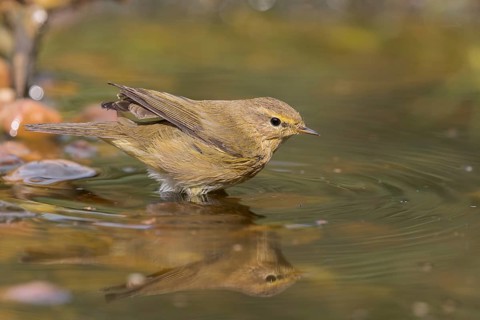 Common Chiffchaff (Phylloscopus collybita) at a waterhole, Lower Saxony, Germany