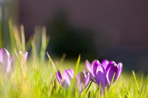 Crocuses (Crocus), iris plant, purple, early bloomer