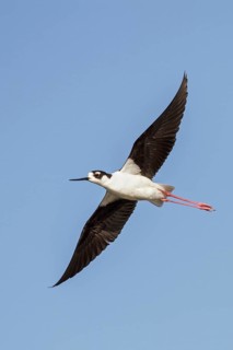Black-necked Stilt (Himantopus mexicanus) flying over a marsh in central Washington State, USA