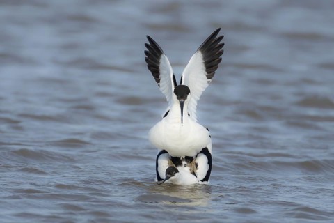 Pied avocet (Recurvirostra avosetta) two adult wading birds in love mating on a lagoon in spring,