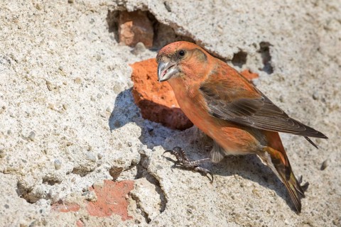 Common Crossbill - Fichtenkreuzschnabel - Loxia curvirostra ssp. curvirostra, Germany