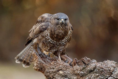 Common Buzzard (Buteo buteo), perched on a branch, Castile and Leon, Spain