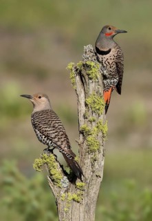 Northern Flicker (Colaptes auratus) pair perched on a trunk, British Columbia, Canada