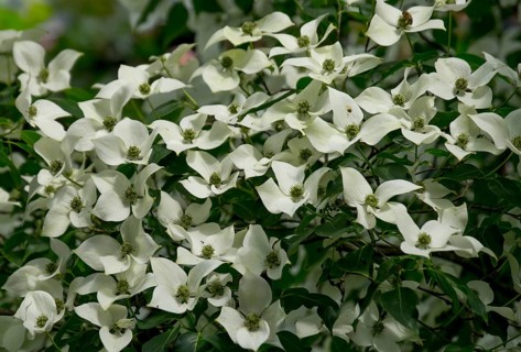 Asian flowering dogwood (Cornus kousa), North Rhine-Westphalia, Germany
