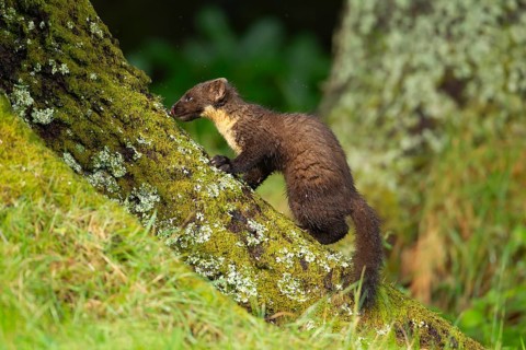 European pine marten (Martes martes) adult animal on a tree trunk, Scotland, United Kingdom