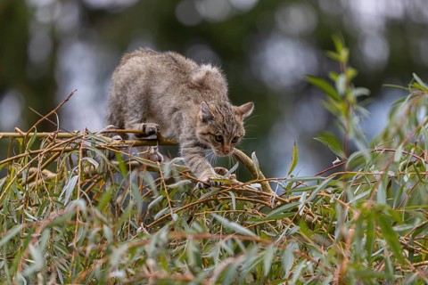 One young European wildcat, Felis silvestris silvestris, sitting in a green weeping willow tree.