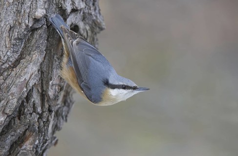 Eurasian Nuthatch (Sitta europaea), Saxony, Germany
