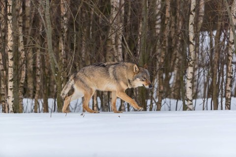 One male eurasian gray wolf (Canis lupus lupus) walking thru deep snow with a forest in the