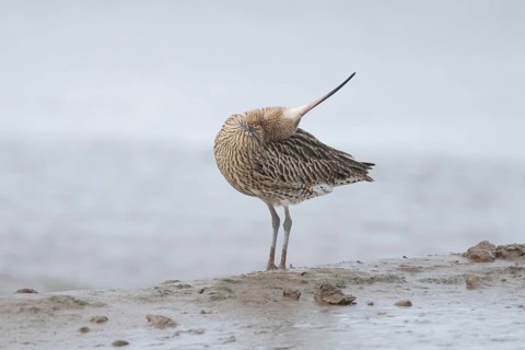 Eurasian curlew (Numenius arquata) adult wading bird preening on a mudflat, Norfolk, England,