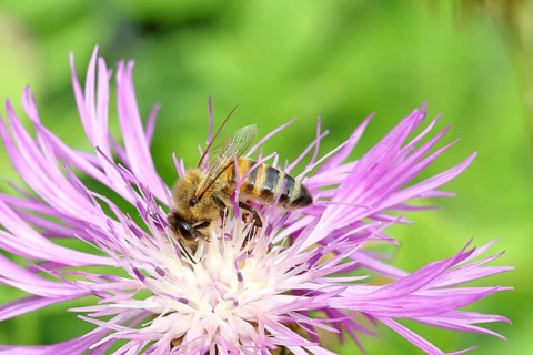 European honey bee (Apis mellifera), collecting nectar from a flower of the meadow knapweed or