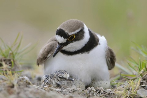 Little Ringed Plover (Charadrius dubius) with chick, North Rhine-Westphalia, Germany