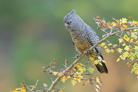 Gang-gang Cockatoo (Callocephalon fimbriatum) juvenile female, Victoria, Australia