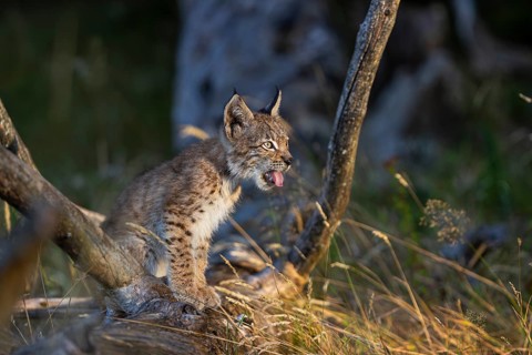One young (10 weeks old) male Eurasian lynx, (Lynx lynx), resting on a rotten tree