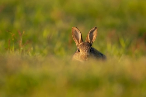 Rabbit (Oryctolagus cuniculus) wild juvenile baby animal resting in grassland, England, United