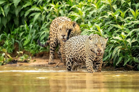 Two jaguars (Panthera onca), wading through the river on the riverbank, North Pantanal, Barão de