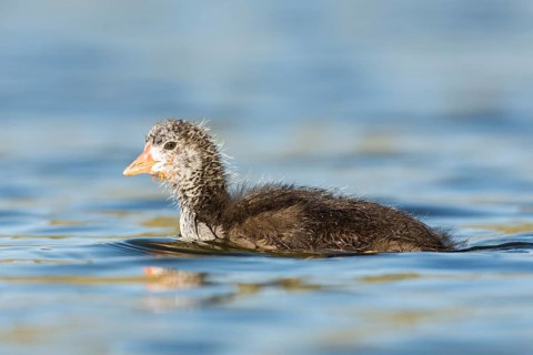 American Coot (Fulica americana) juvenile, British Columbia, Canada