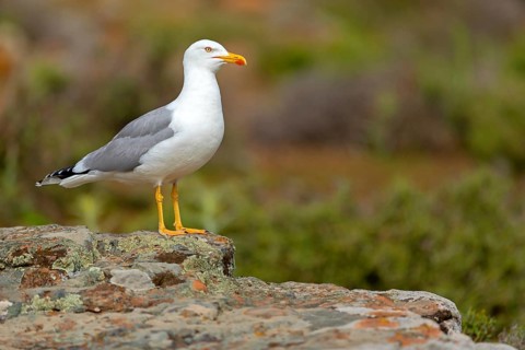 Yellow-legged gull (Larus michahellis), Hides De Calera / Steppe Raptors, Calera Y Chozas, Castilla