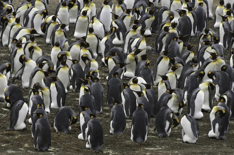 King Penguin (Aptenodytes patagonicus), Falkland Islands