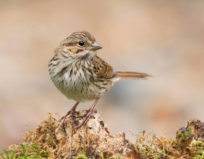 Song Sparrow, Melospiza melodia, perched on a mossy log, in Saskatoon, Saskatchewan