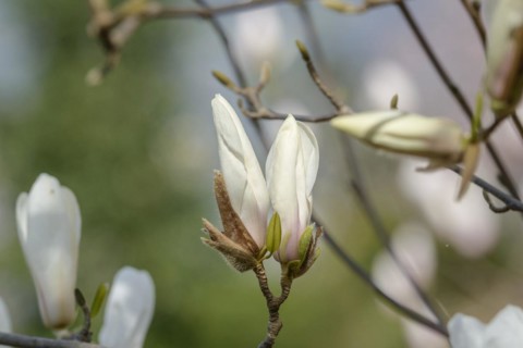 Magnolia (Magnolia cylindrica), Otto Eisenhut Nursery, San Nazarro, Ticino, Switzerland