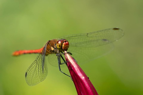 Common darter dragonfly (Sympetrum striolatum) adult insect male resting on a garden Lily flower in