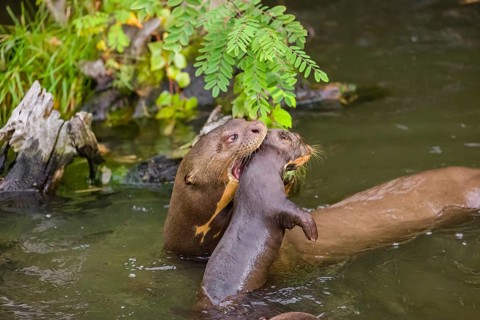 An adult giant otter or giant river otter (Pteronura brasiliensis) swims in a small river carrying