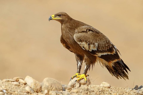 Steppe eagle, (Aquila nipalensis), animals, birds, family of true eagles, perch, Raysut Waste