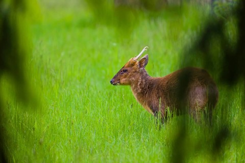 One male Reeves's muntjac (Muntiacus reevesi) stands on a green meadow