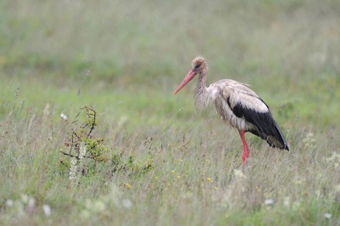 White Stork (Ciconia ciconia) foraging, Lake Neusiedl, Austria