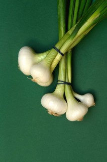 Onion, spring onion on a green background