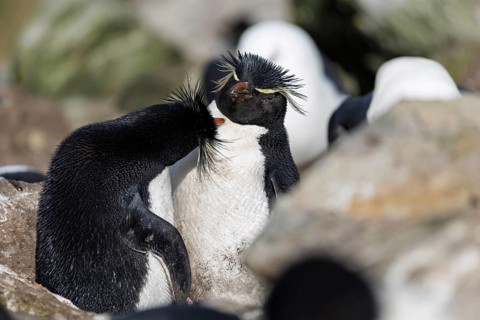 Rockhopper penguins (Eudyptes chrysocome), pair grooming each other in the colony, Saunders Island,