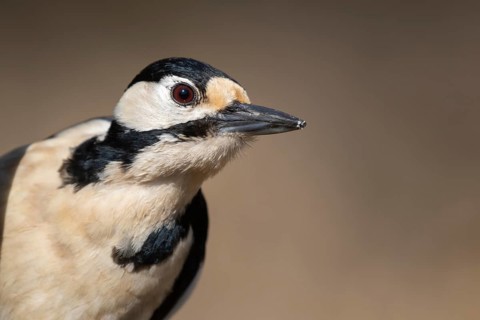 Great Spotted Woodpecker (Dendrocopos major) female, Lower Saxony, Germany