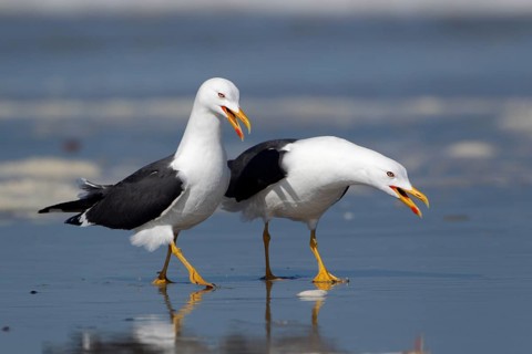 Heringsmöwe, lat. Larus fuscus, Vogelpaar rufend am Spülsaum der Düne von Helgoland