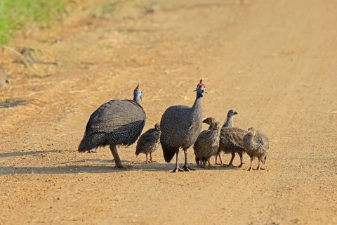 Helmeted guinea fowl (Numida meleagris), group, adult, juveniles, chicks, alert, foraging, on
