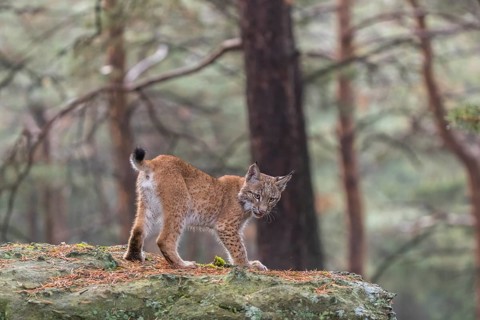 One young Eurasian lynx, (Lynx lynx), standing on a rock in a forest. Early morning light at