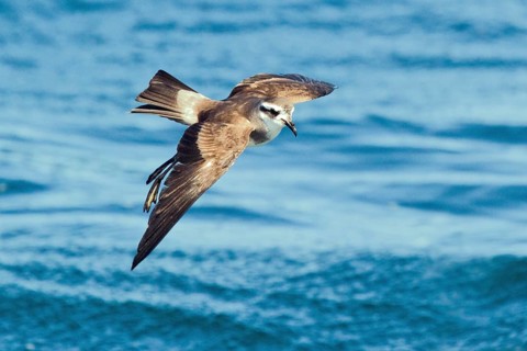 White-faced Storm Petrel (Pelagodroma marina maoriana) flying, Hauraki Gulf, off North Island, New