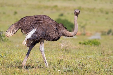 Ostrich, (Struthio camelus) Animals, Birds, Africa, Addo Elephant National Park, Addo, Western