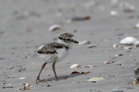 Common Ringed Plover (Charadrius hiaticula) juvenile, Lower Saxony, Germany