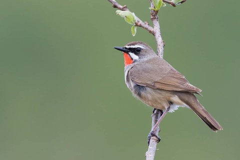 Siberian Rubythroat - Rubinkehlchen - Luscinia calliope, Russia (Ural), adult male