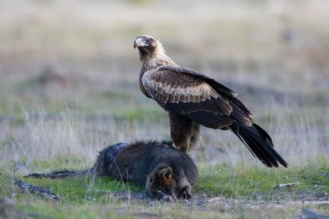 Wedge-tailed Eagle (Aquila audax) juvenile on the carcass of a Swamp Wallaby (Wallabia bicolor),