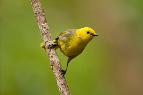 Yellowhead (Mohoua ochrocephala), Rakiura National Park, New Zealand