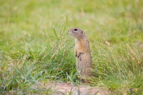A European ground squirrel (Spermophilus citellus) or European souslik stands erected in tall green