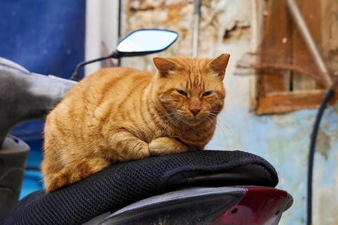 An orange cat rests on a scooter. Background shows details of an old wall, Symi town, Symi,