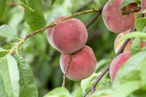Peach (Prunus persica 'Helene'), Baum- und Rebschule Schreiber KG, Poysdorf, Lower Austria, Austria