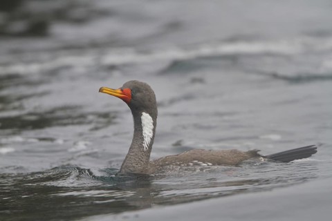 Red-legged Cormorant (Phalacrocorax gaimardi), Isla de Ballestas National Park, Peru