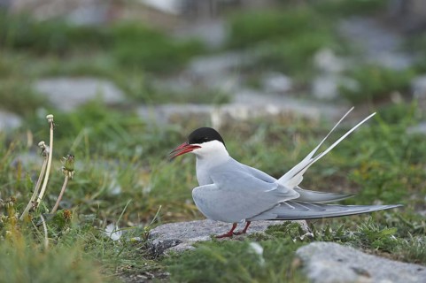 Kuestenseeschwalbe (Sterna paradisea) Arctic Tern