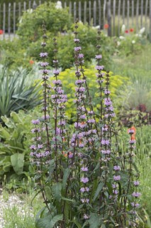 Fireweed (Phlomis tuberosa 'Amazone'), Ihlenweg 7, Germany