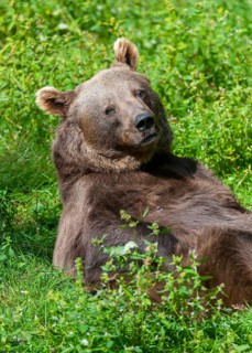 Brown bear (Ursus arctos) lying on its back on a forest meadow and letting the sun shine on its