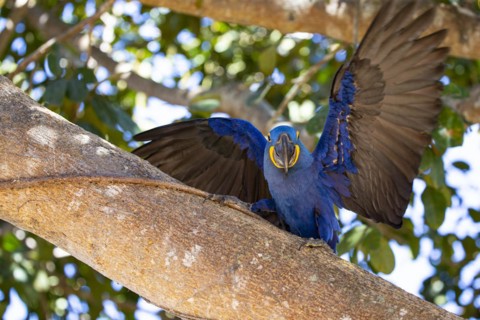 Hyacinth Macaw (Anodorhynchus hyacinthinus) Pantanal Brazil