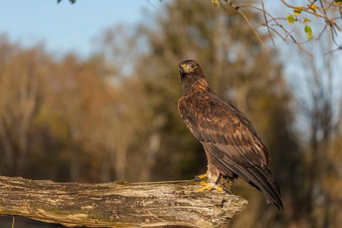 One golden eagle (Aquila chrysaetos) sitting on a broken and rotting log with fall foliage in the